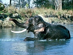 Taking a Dip, Indian Elephant